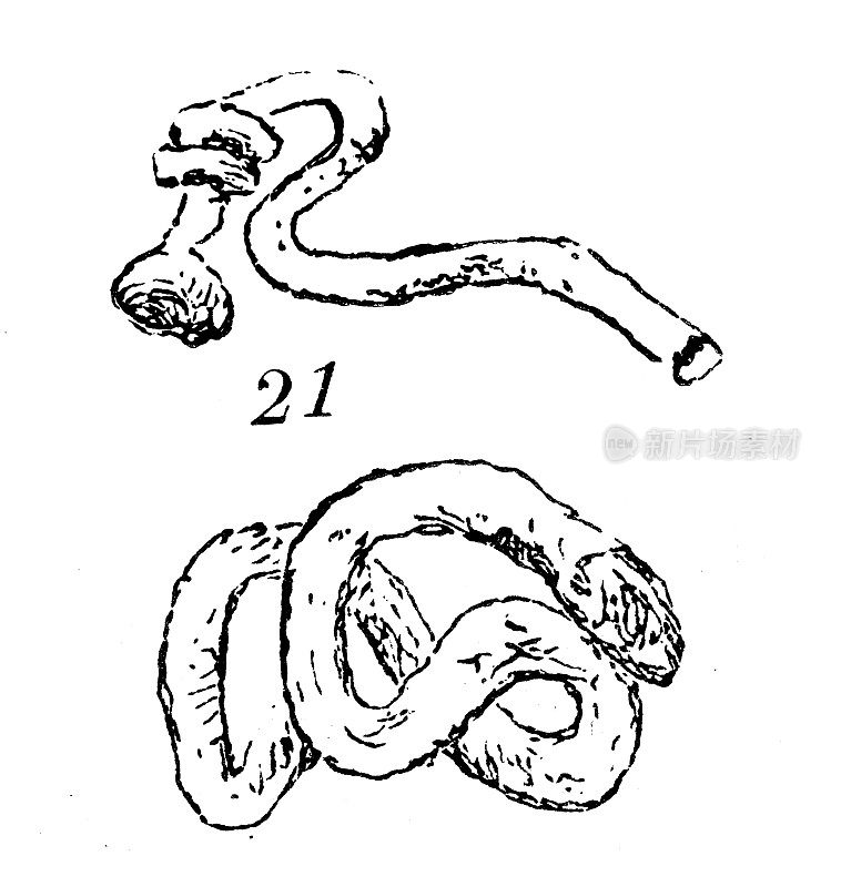 古董插图，地质和化石:Serpula Gordialis